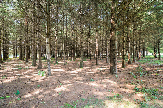 Ottawa Metro Park 21