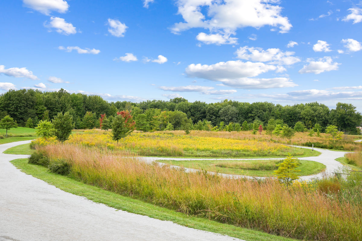 Blue Ash 019