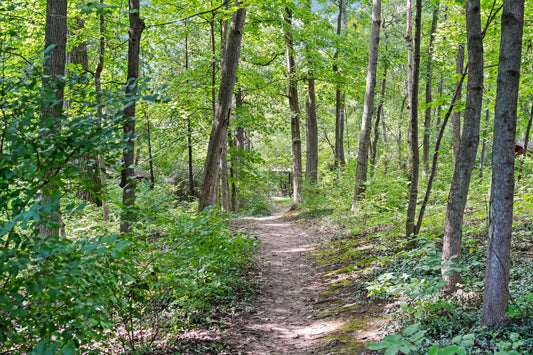 Blue Ash 061