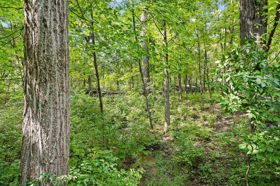 Blue Ash 064